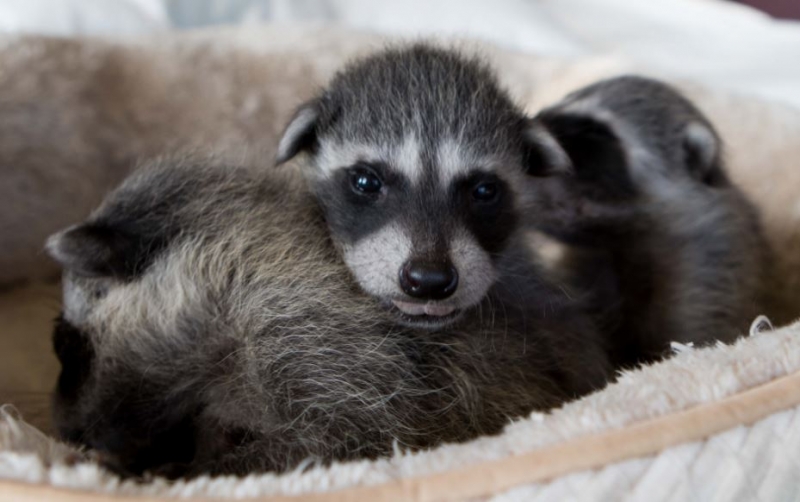 RossShelly_orphaned-baby-raccoons3.jpg