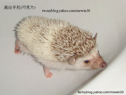 高白平托2.jpg