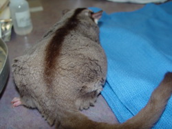 sugarglider fat 2.jpg