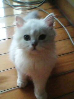 IMG0010C.jpg