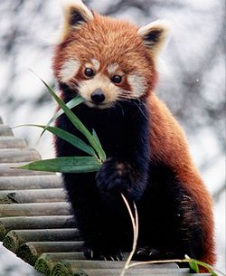 250px-Ailurus_fulgens_RoterPanda_LesserPanda.jpg