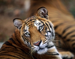 1160085537tiger-250x198.jpg