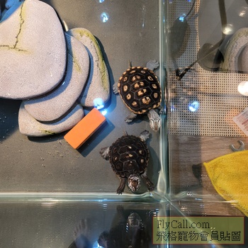 大花臉鑽紋龜1.jpg