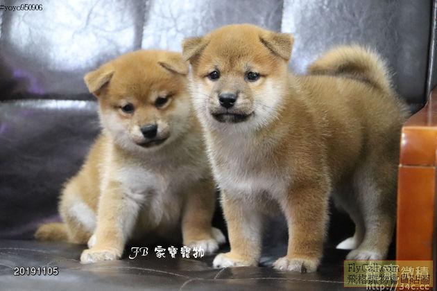 108年9月26日生 赤柴犬 男孩10000元UP  女孩13000元UP (3).jpg