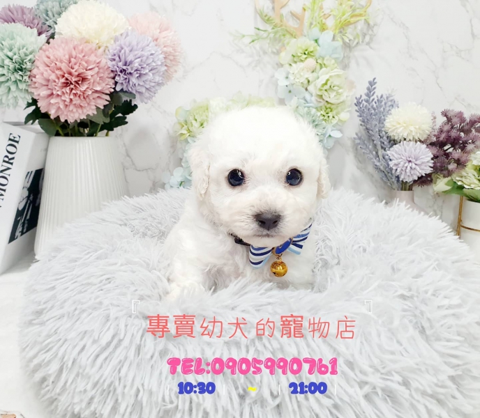 比熊幼犬 (2).jpg