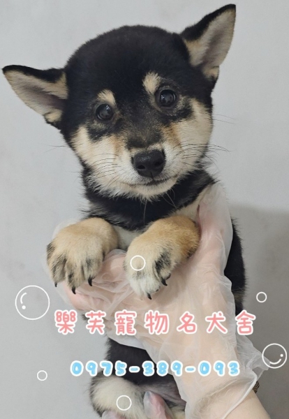 LINE_ALBUM_柴犬_250412_1.jpg