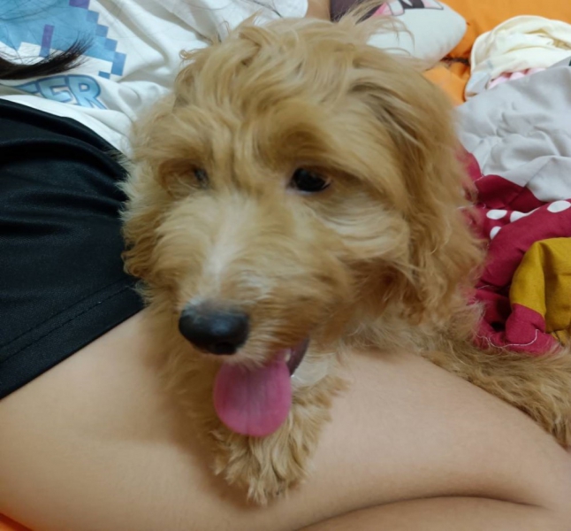 adopt_261015174553542816940_839757553.jpg