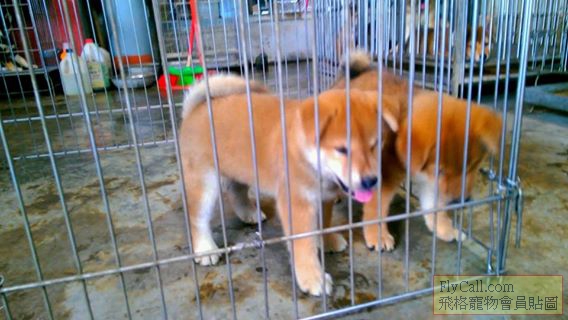 105.08.01出生赤色幼公.jpg