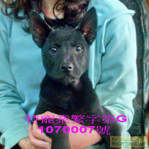 台灣犬黑色1.jpg