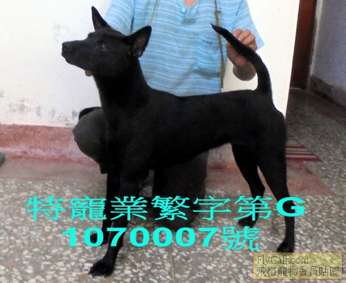 台灣犬毛莉.jpg