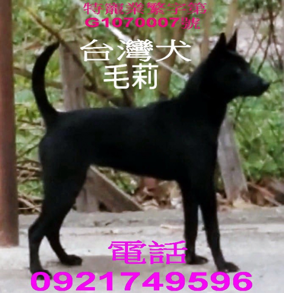 毛莉.jpg