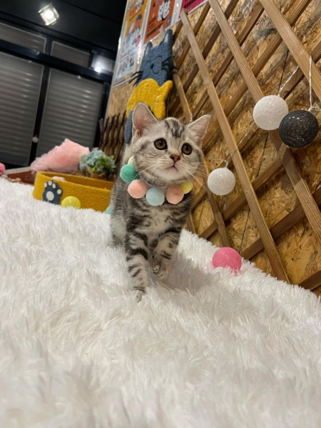 美短4.jpg