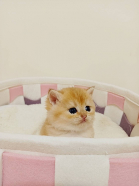 LINE_ALBUM_小猫_221212_1.jpg