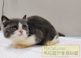 blue修圖3fly.jpg