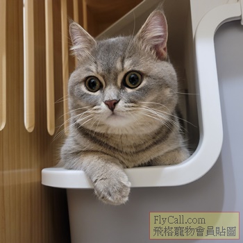 貓.3.jpg