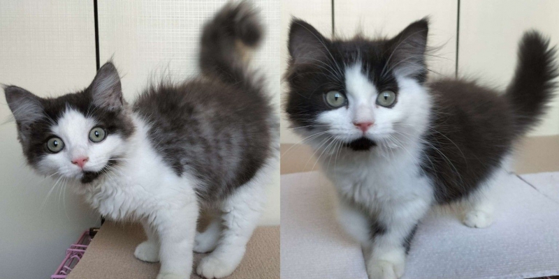 compressed_kitten.jpg