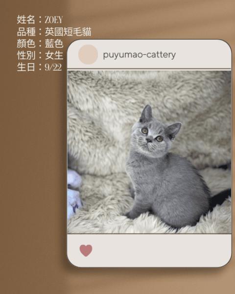 噗呦貓貓舍 (22).png