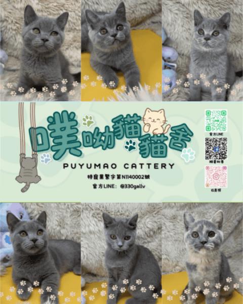 噗呦貓貓舍 (6) 2.png