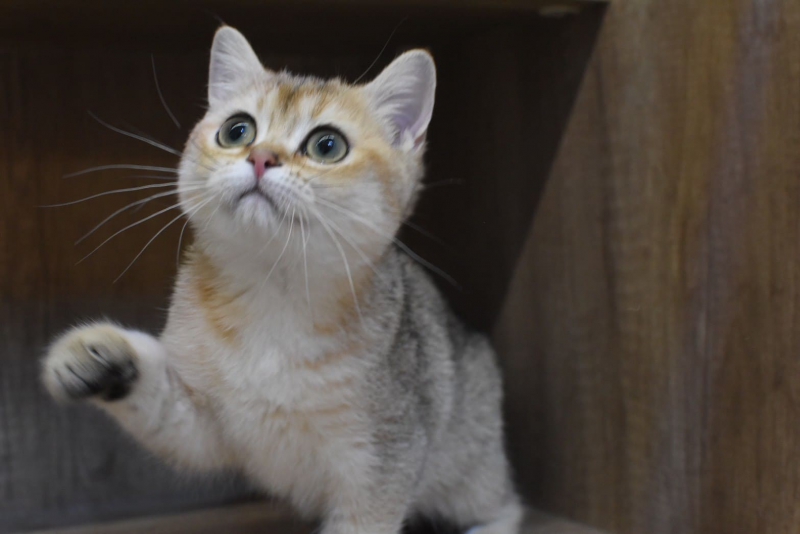 LINE_ALBUM_布丁 金漸層母_260717_1.jpg