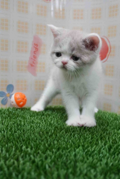LINE_ALBUM_飛格_260818_5.jpg