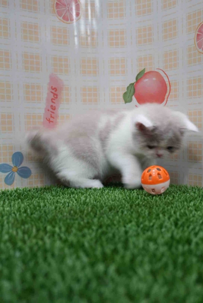 LINE_ALBUM_飛格_260818_1.jpg
