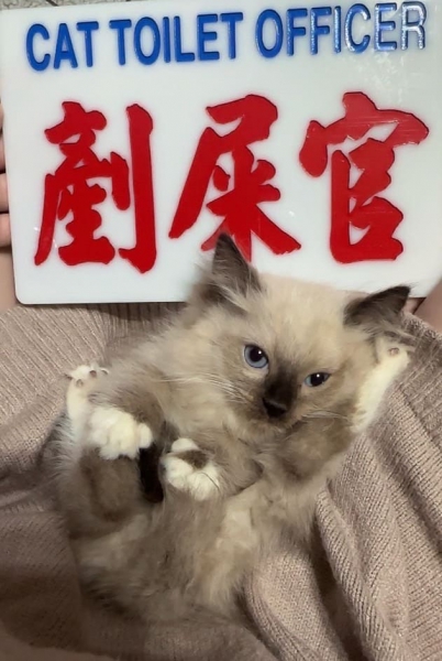 重點布偶2.jpg