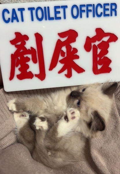 重點布偶.jpg