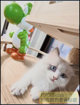 螢幕擷取畫面 2025-12-31 151256.png