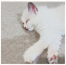 螢幕擷取畫面 2025-12-31 151239.png