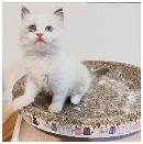 螢幕擷取畫面 2025-12-31 151244.png