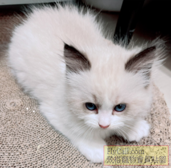 螢幕擷取畫面 2026-04-02 082537.png