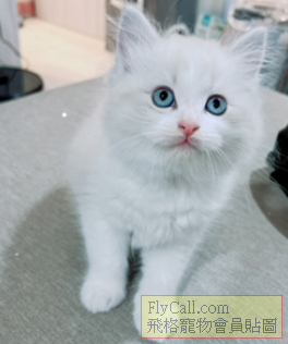 螢幕擷取畫面 2026-04-02 083406.png