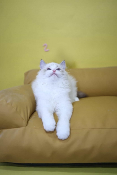 LINE_NOTE_260921_11-tuya.jpg