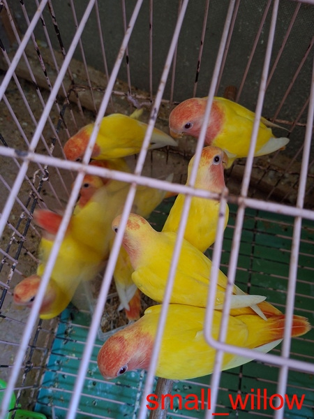 63005_0.jpg