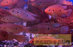 要賣的魚.jpg